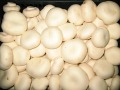 Polska pieczarka rośnie w siłę